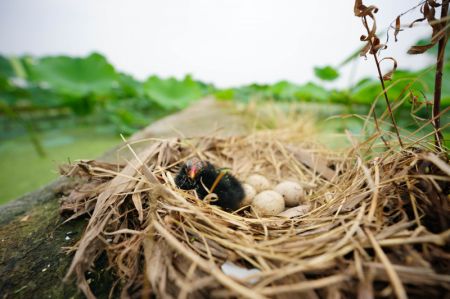 (miniature) Une jeune poule d'eau se repose dans son nid près d'un étang à Xingtai