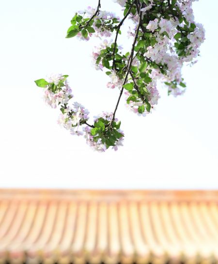 (miniature) Fleurs de b&eacute;gonia au Mus&eacute;e du Palais