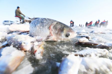 (miniature) Des poissons pêchés lors d'une pêche hivernale sur le lac Ulunggur gelé dans le district de Fuhai de la région autonome ouïgoure du Xinjiang (nord-ouest de la Chine)