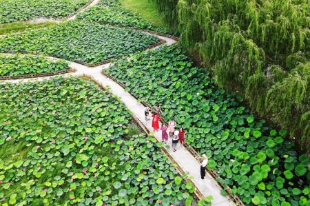 (miniature) Photo aérienne de personnes au milieu des fleurs de lotus à Rugao