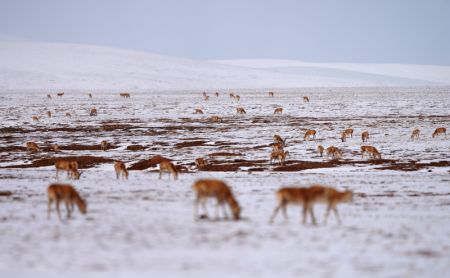 (miniature) Un troupeau d'antilopes tibétaines se dirige vers le lac Zonag