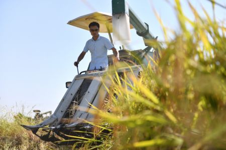 (miniature) Un agriculteur utilise une machine pour récolter le riz dans le bourg de Zongqiao de la ville de Hengyang