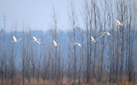 (miniature) Des cygnes volent au-dessus d'une zone humide