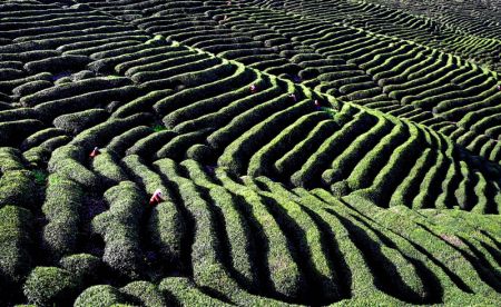 (miniature) Des villageois cueillent des feuilles de thé dans une plantation de thé du district de Mianxian