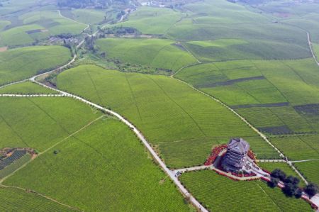 (miniature) Paysage des plantations de thé dans le bourg de Yongxing du district de Meitan