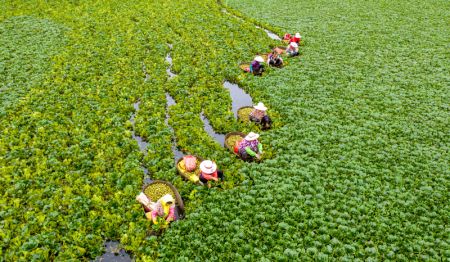 (miniature) Photo aérienne prise le 23 août montrant des agriculteurs récoltant des châtaignes d'eau dans le village de Zhouduo