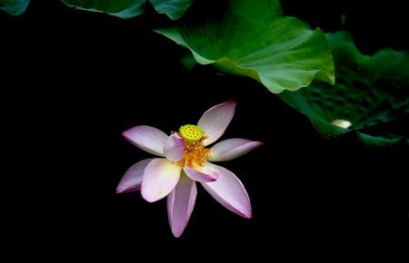 (miniature) Une fleur de lotus au Jardin botanique de Shanghai