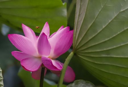 (miniature) Un lotus dans un étang du district autonome mandchou de Kuancheng