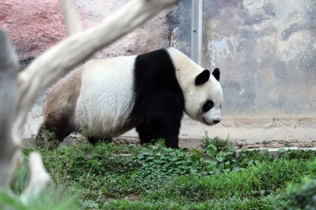 (miniature) Photo du panda géant Xinxin à Macao