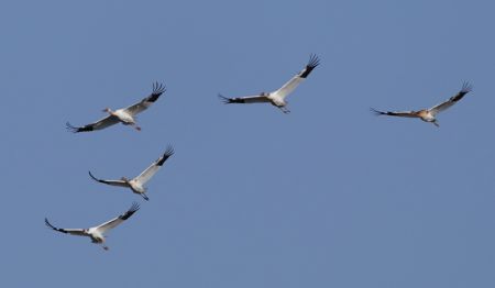 (miniature) Des grues blanches survolent la zone de conservation des grues blanches de Wuxing