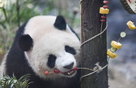 (miniature) Le panda géant Qing Hua se régale durant un gala d'anniversaire dans le parc à thème Locajoy du district de Yongchuan