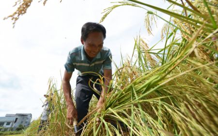 (miniature) Un agriculteur récolte du riz dans le bourg de Wangcao du district de Suiyang