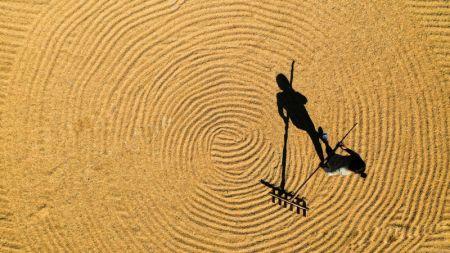 (miniature) Photo a&eacute;rienne prise le 30 ao&ucirc;t 2021 montrant un paysan faisant s&eacute;cher du riz dans le village de Shanshu &agrave; Changning