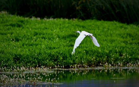 (miniature) Une aigrette vole dans la réserve naturelle nationale de la zone humide de Lhalu