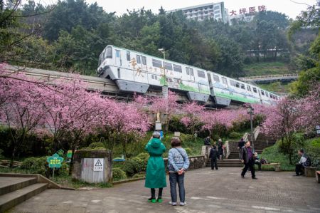 (miniature) Un touriste prend des photos d'un train qui passe devant des fleurs épanouies à la station de Liziba sur la ligne 2 du métro de Chongqing
