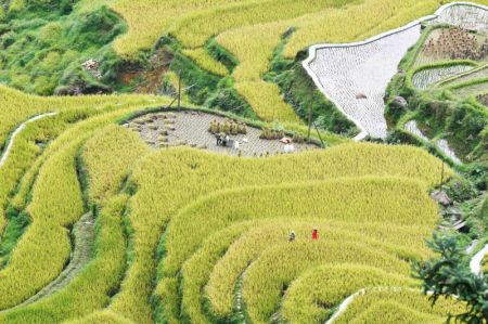 (miniature) Des agriculteurs récoltent du riz dans les rizières en terrasses du district de Congjiang