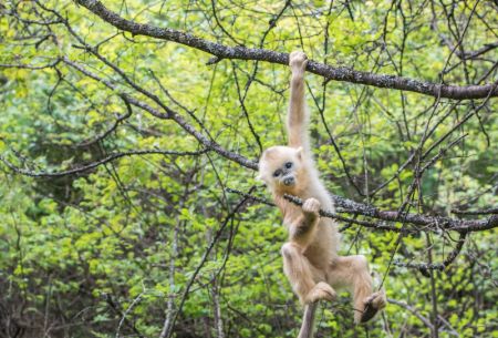 (miniature) Un rhinopithèque au Centre de recherche sur les rhinopithèques de Dalongtan dans le parc national de Shennongjia