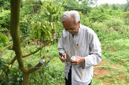 (miniature) Lyu Chaojin prépare une branche de litchi pour la greffe dans une zone de démonstration pour les races fines dans le bourg de Zhangmu