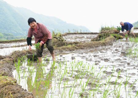 (miniature) Repiquage du riz dans un champ en terrasses &agrave; Youxi