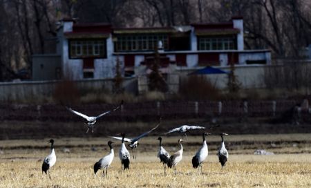 (miniature) Des grues à col noir sont aperçues dans une réserve naturelle du district de Lhunzhub