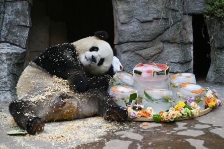 (miniature) Le panda géant Qing Qing à côté de gâteaux d'anniversaire glacés dans la base de Dujiangyan du Centre de conservation et de recherche des pandas géants