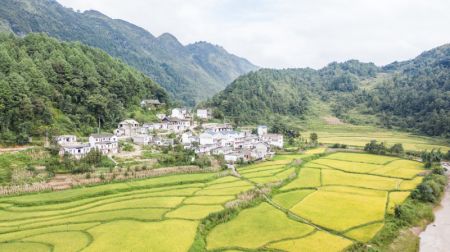 (miniature) Des rizières dans la région spéciale de Liuzhi
