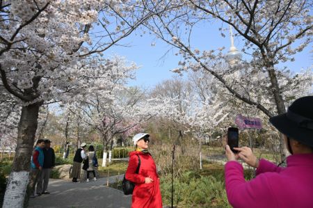 (miniature) Des visiteurs au milieu de cerisiers en fleurs au parc Yuyuantan