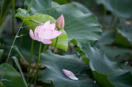 (miniature) Des fleurs de lotus dans le parc de Qingcheng