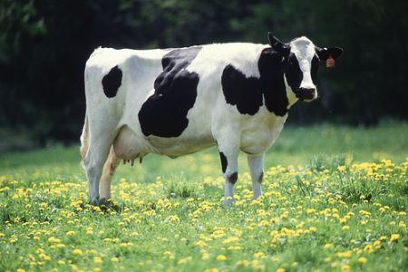 (miniature) vache