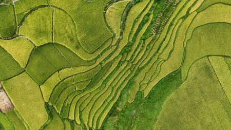 (miniature) Photo aérienne de rizières dans le village de Matou du bourg de Hefeng