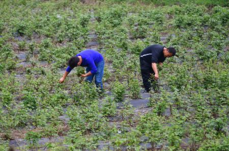(miniature) Des villageois travaillent dans une base de plantation de m&eacute;decine traditionnelle chinoise dans le village de Dacun dans le district de Luzhai