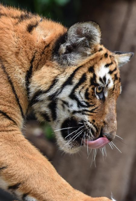 (miniature) Un des tigres jumeaux dans le parc de Chimelong Safari à Guangzhou