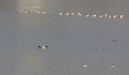(miniature) Des oiseaux sur la rivière Yongding