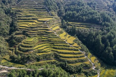 (miniature) Photo aérienne prise le 3 octobre 2021 montrant des champs en terrasse dans le district autonome Tujia et Miao de Youyang