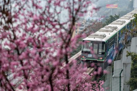 (miniature) Un train passe devant des fleurs épanouies à la station de Liziba sur la ligne 2 du métro de Chongqing