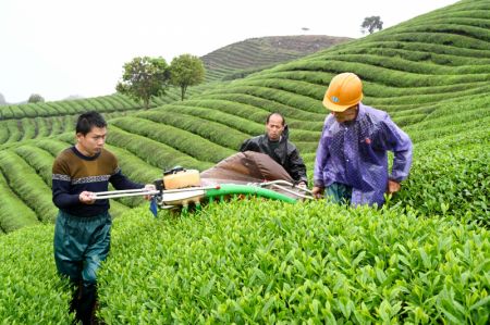 (miniature) Des agriculteurs cueillent des feuilles de thé dans le village de Zhengxinwu à Wuyi