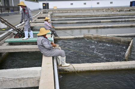 (miniature) Photo d'une base d'élevage de saumons dans le village de Zhangfeng à Jincheng