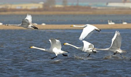 (miniature) Des cygnes survolent le lac Luoping