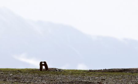 (miniature) Des marmottes de l'Himalaya dans la Réserve naturelle nationale des monts Altun