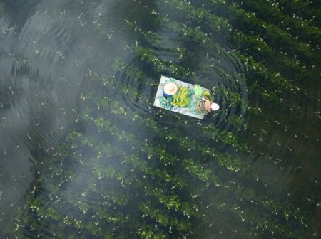(miniature) Photo aérienne de villageois cueillant des ottélies acuminées dans une base de plantation de cette plante dans le district d'Eryuan de la préfecture autonome Bai de Dali
