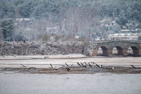 (miniature) Des grues à cou noir observées dans la réserve naturelle de grues à cou noir de Huize