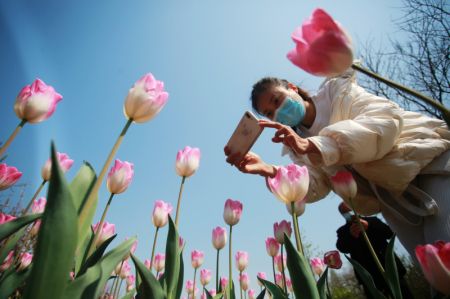 (miniature) Une touriste prend des photos de tulipes dans le site pittoresque du lac mince de l'Ouest
