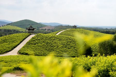 (miniature) Une plantation de thé dans un site touristique du district de Langxi de la ville de Xuancheng