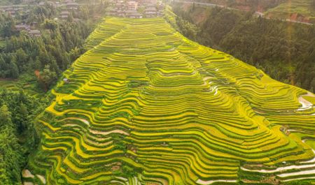 (miniature) La photo aérienne prise le 4 septembre montre des champs en terrasse dans le bourg de Jiabang