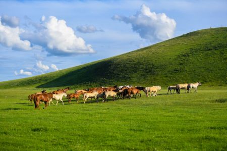 (miniature) Un troupeau de chevaux dans la prairie de la bannière d'Ujimqin ouest de la ligue de Xilingol