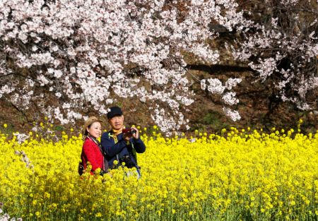 (miniature) Des touristes au milieu de pêchers en fleurs dans le village de Gala