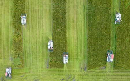 (miniature) Des agriculteurs font la récolte dans les champs