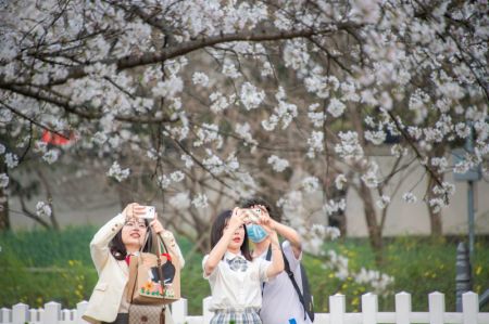 (miniature) Des touristes s'amusent dans un jardin de cerisiers à Wuhan
