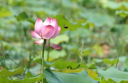 (miniature) Une abeille vole autour d'un lotus dans un étang à Shijiazhuang