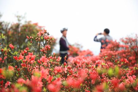 (miniature) Des touristes admirent des fleurs d'azalées dans la montagne de Longquan du district de Danzhai